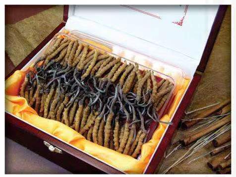 措美冬虫夏草回收